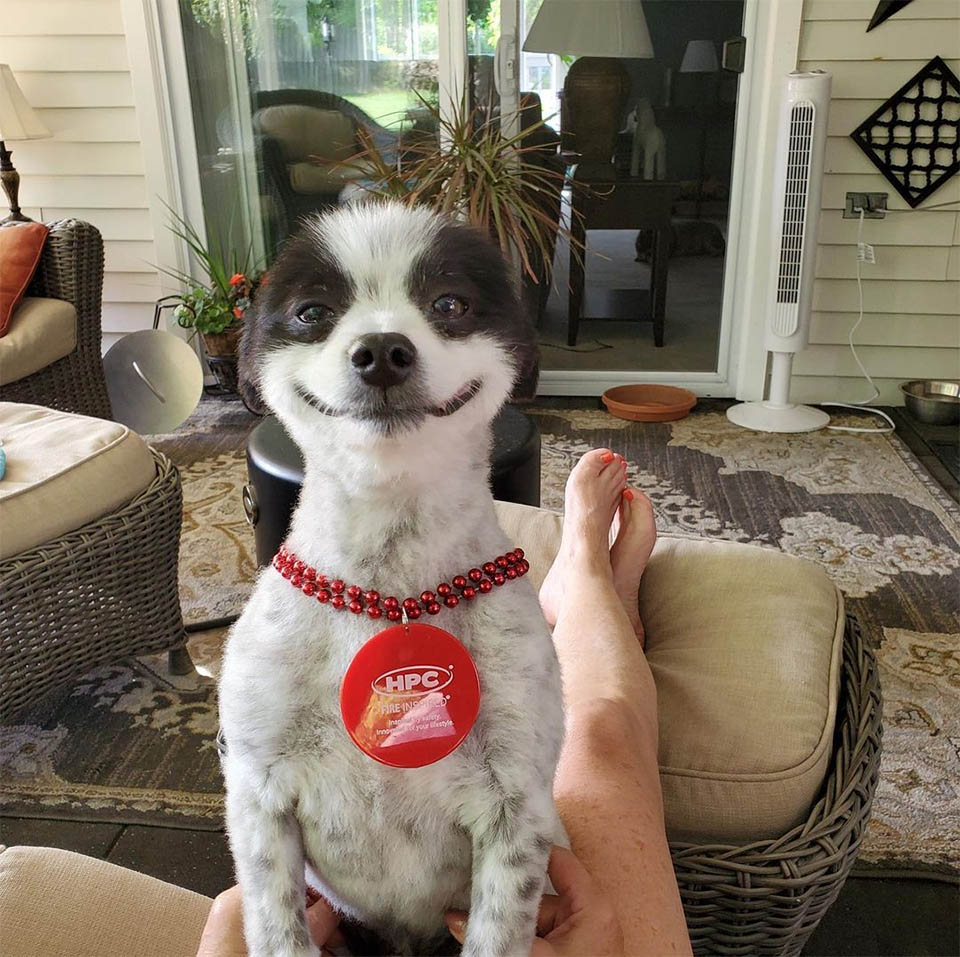 Cachorro sorridente chama atenção na web e motivo de sorriso é revelado; confira 