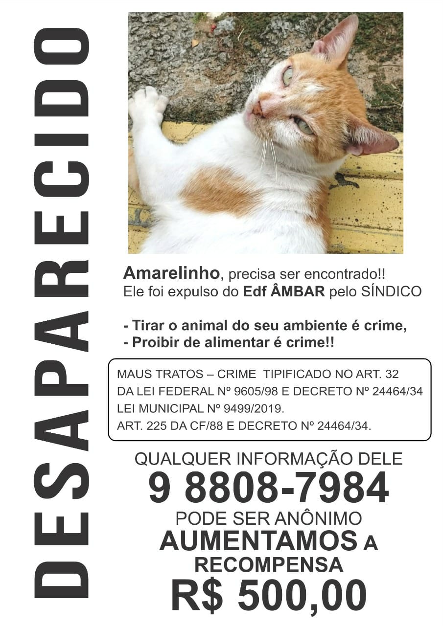Gato some após ser expulso de condomínio em Salvador