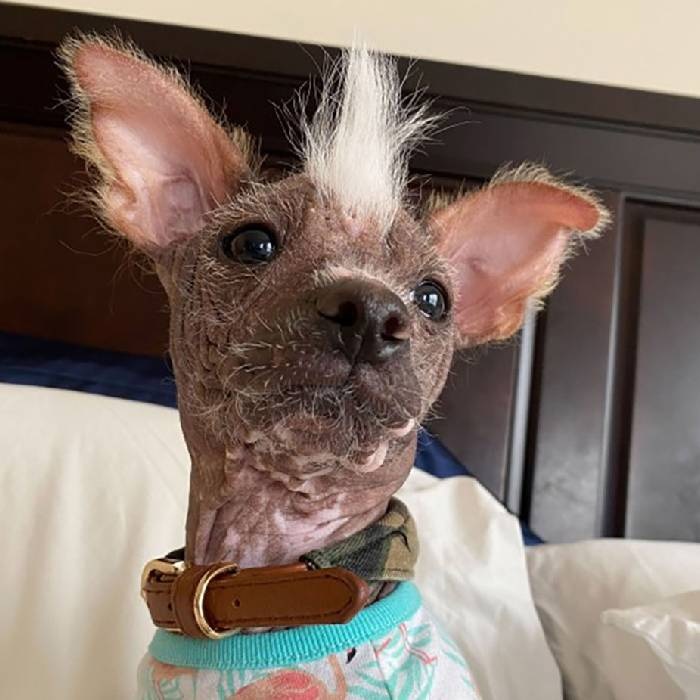 Cadela de raça incomum vira atração em cidade e é confundida com outro animal; confira fotos