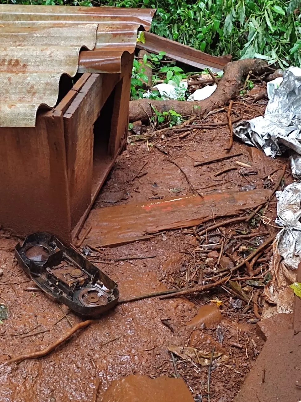 Cinco cães são da lama juntos de potes com fezes de ratos