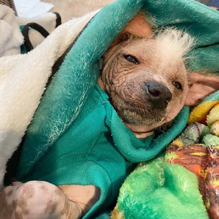 Cadela de raça incomum vira atração em cidade e é confundida com outro animal