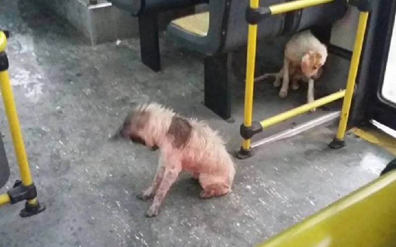 Motorista abriga cachorros de rua em ônibus durante temporal 