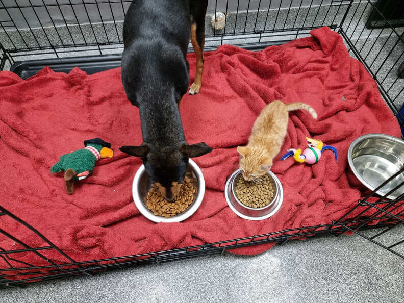 Felino tenta ajuda cachorro que se recuperava em abrigo e resolve fugir de cercado