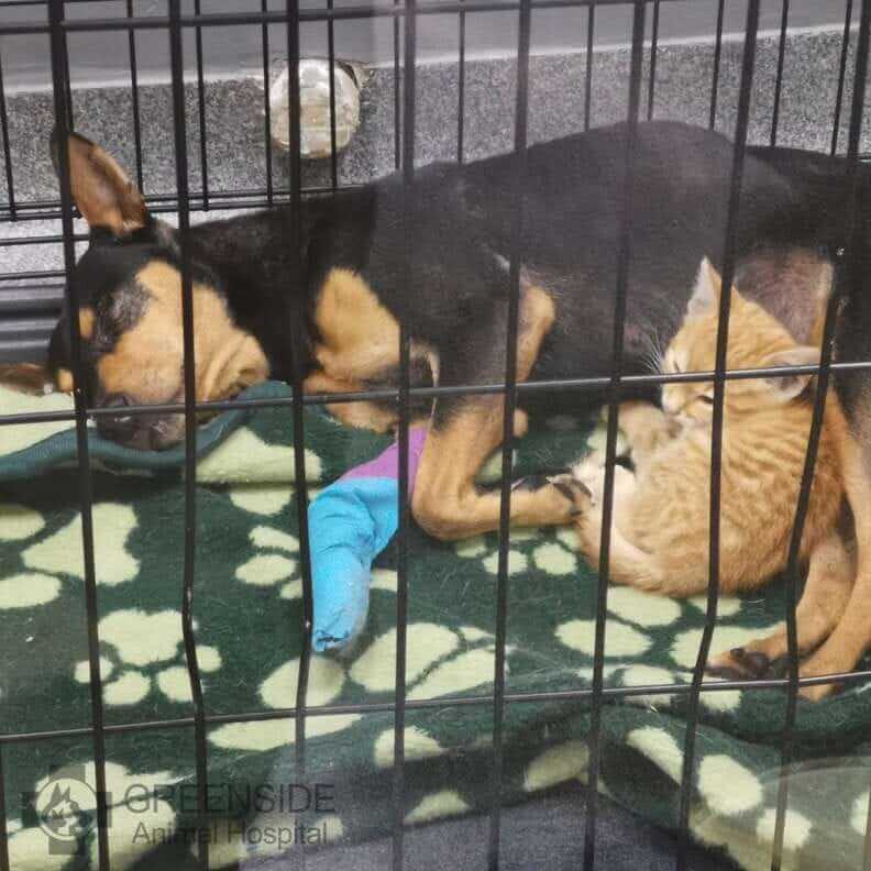 Felino tenta ajuda cachorro que se recuperava em abrigo e resolve fugir de cercado para confortar animal
