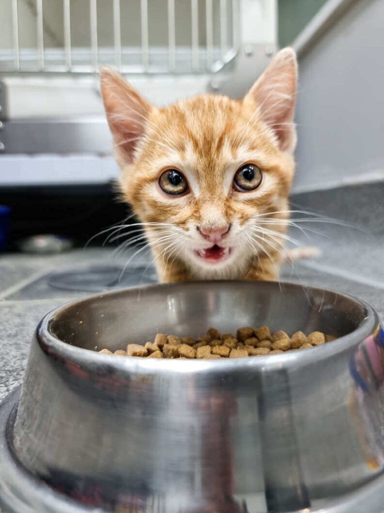 Gato foge de cercado para confortar cão em abrigo