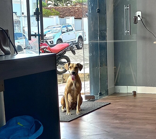 Cão caramelo entra em clínica e "pede" aula de pilates