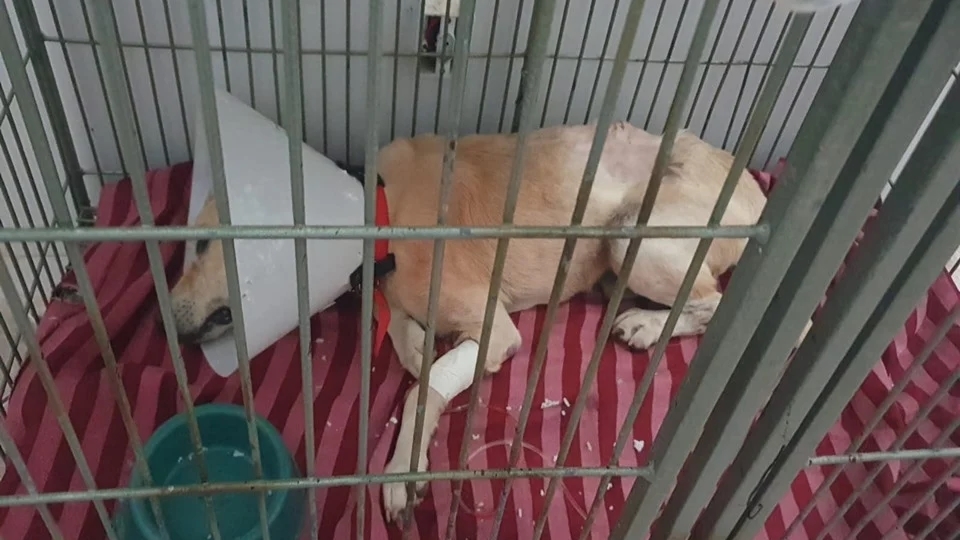 Cachorro é resgatado com buraco nas costas