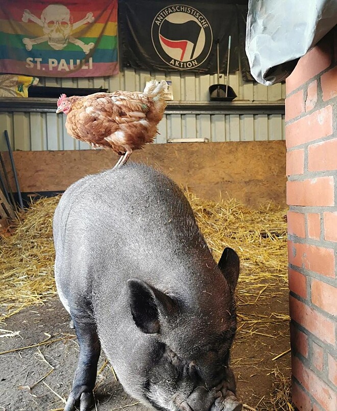 Amizade entre porco e galinha chama atenção em santuário de animais