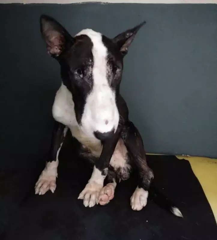 Cachorro é abandonado no meio de lixo e fica com parte do corpo repleto de carrapato 
