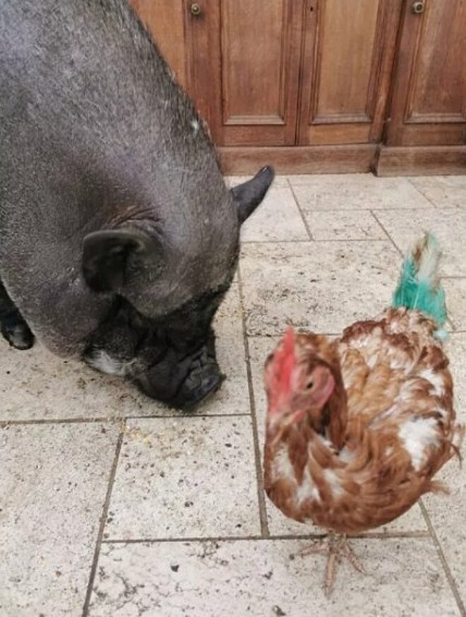 Porco e galinha fazem amizade inusitada em santuário de animais