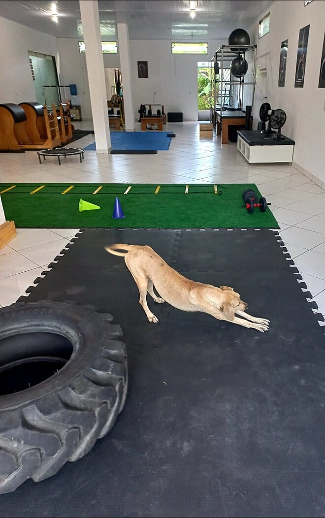 Cão caramelo entra em clínica e "pede" aula de pilates; veja fotos