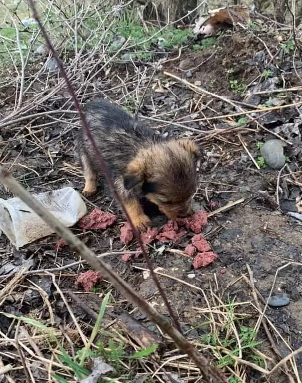 Cadela é resgatada após ser abandonada dentro de bota sob pilha de lixo; veja fotos