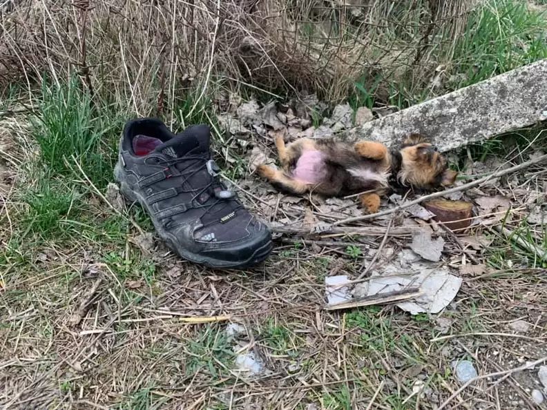 Cadela é resgatada após ser abandonada dentro de bota sob pilha de lixo