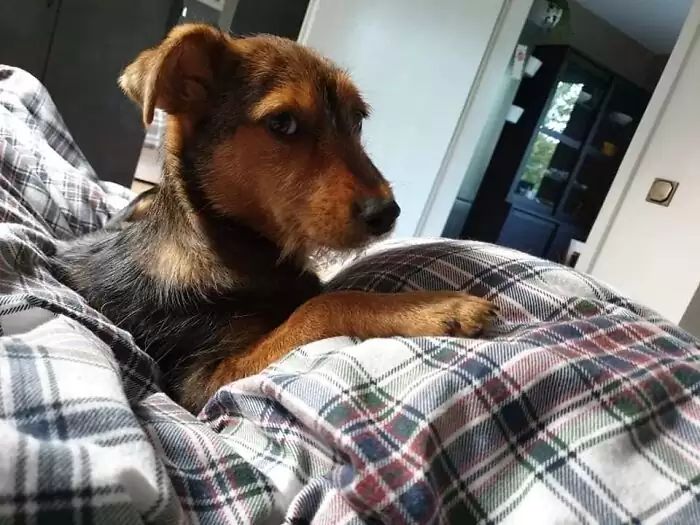 Mulher resgata cachorro que estava dentro de bota sob pilha de lixo