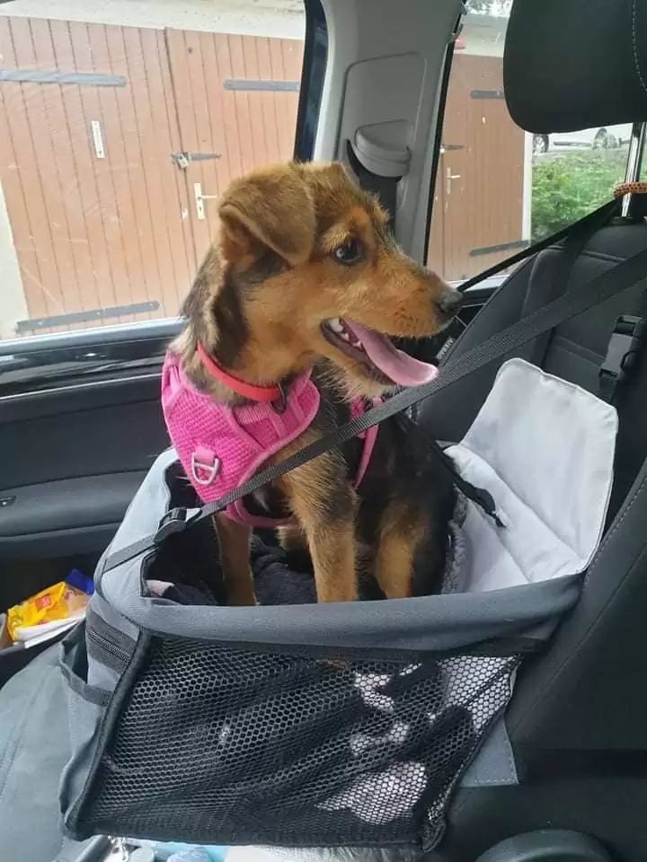 Cachorro que estava dentro de bota sob pilha de lixo