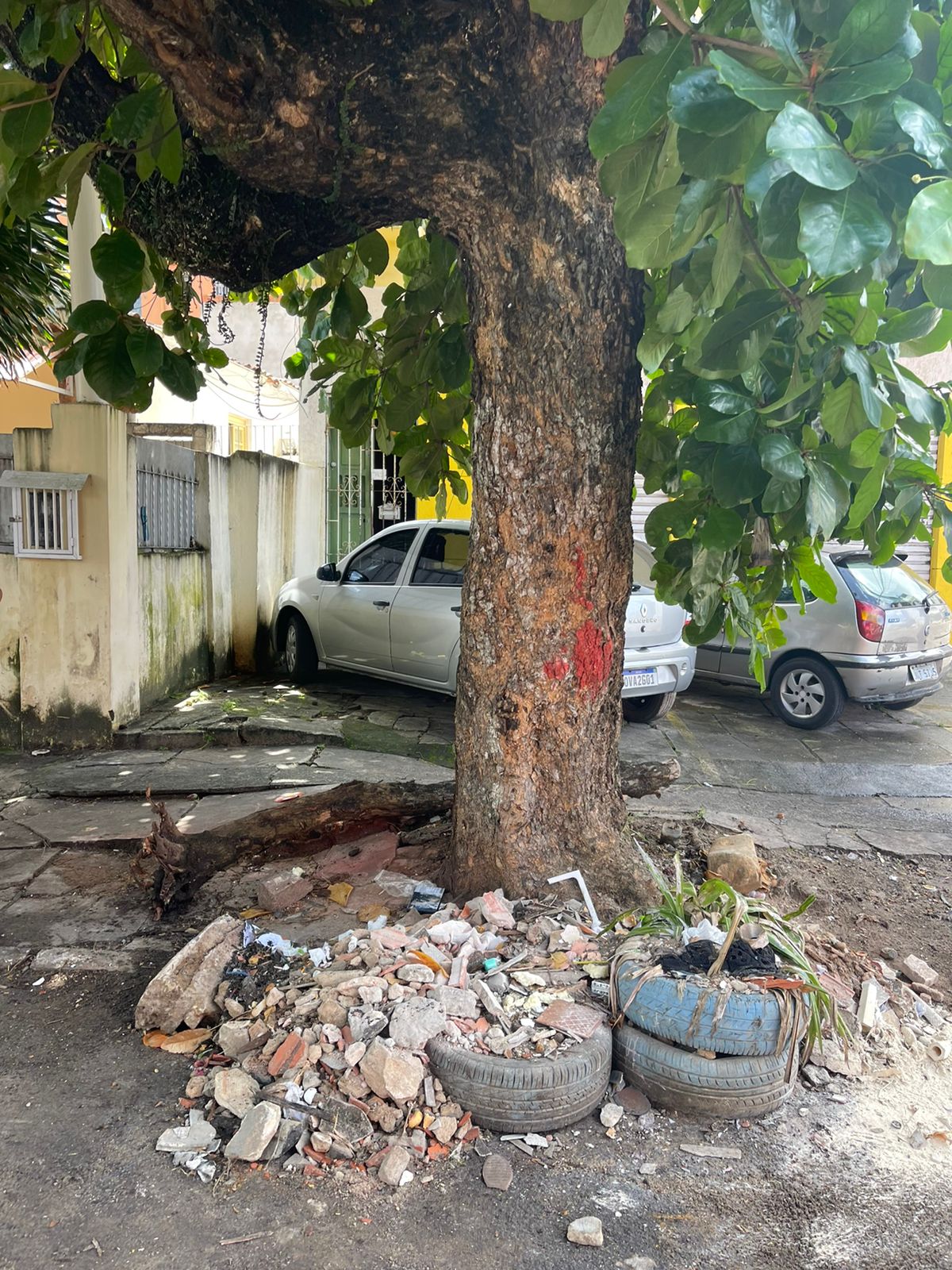 Local onde os gatinhos foram atacados