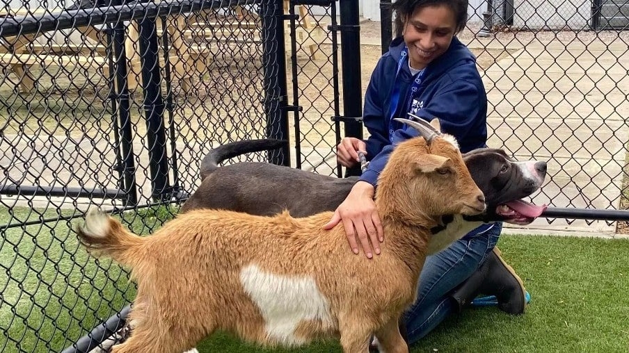 Abrigo procura lar que acolha cachorro e cabra que são melhores amigos; conheça história 
