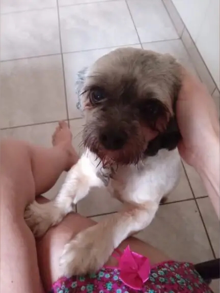 Cão morre após ida ao pet shop,  tutora fica desolada e estabelecimento se pronuncia; confira