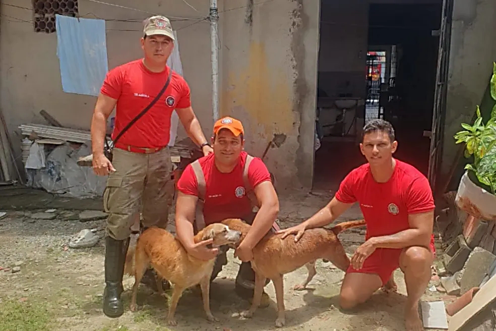 Cães ficam em apuros após cair em poço com 2m de profunfidade; veja resgate