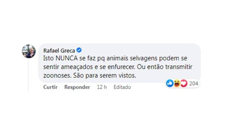 Posso fazer carinho em uma capivara? Saiba o que fazer quando encontrar esse animal 