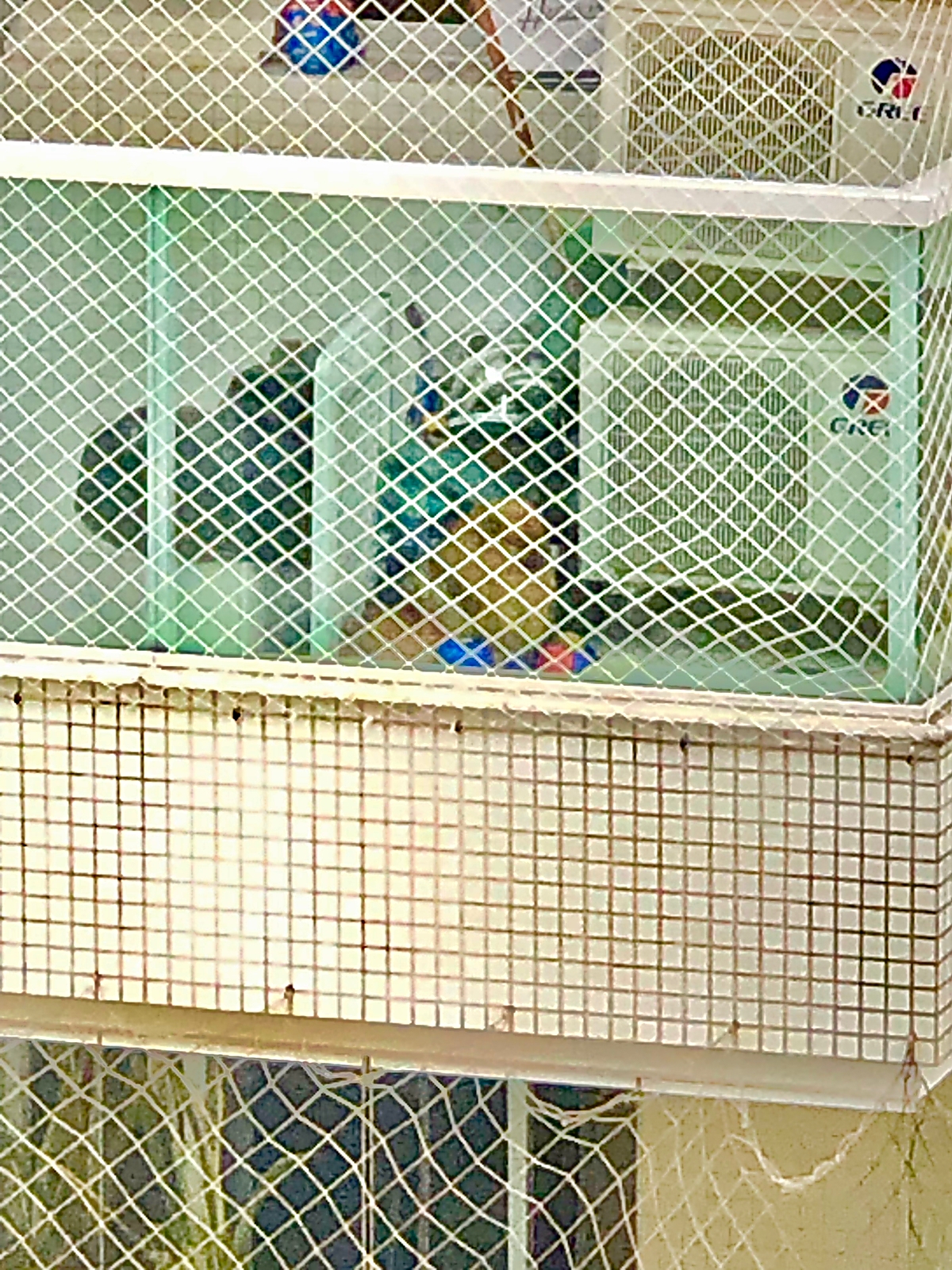 VÍDEO: Moradores denunciam suposto caso de maus-tratos a cão no Alphaville I: "Estamos desesperados"