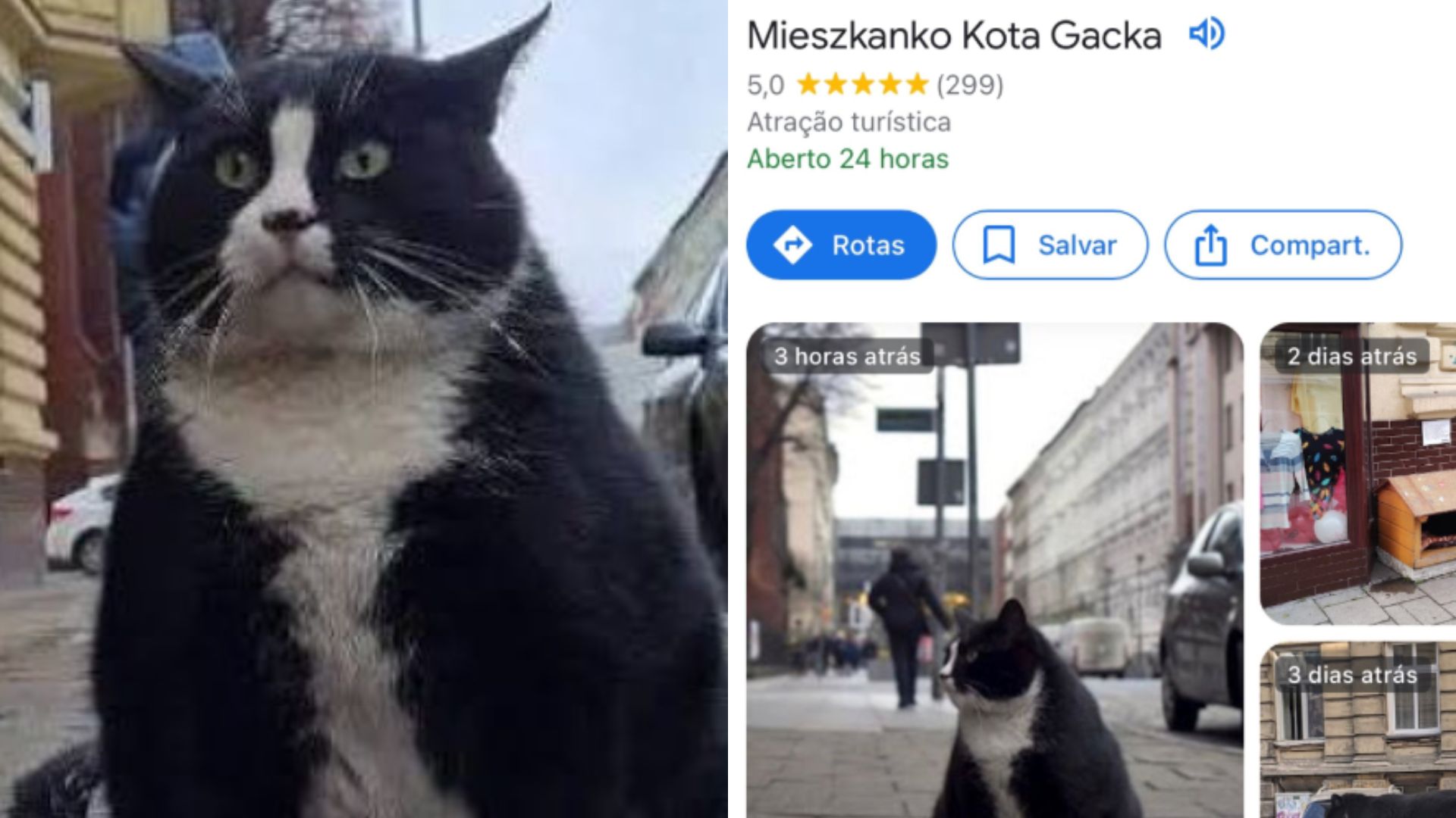 Gacek: conheça o gato de rua que virou atração turística em cidade na  Polônia