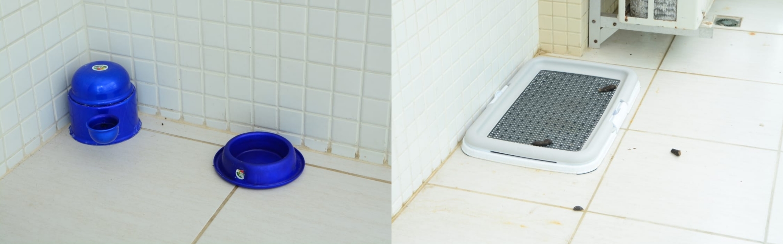 Morador do Alphaville I nega acusação de maus-tratos a cão e desabafa