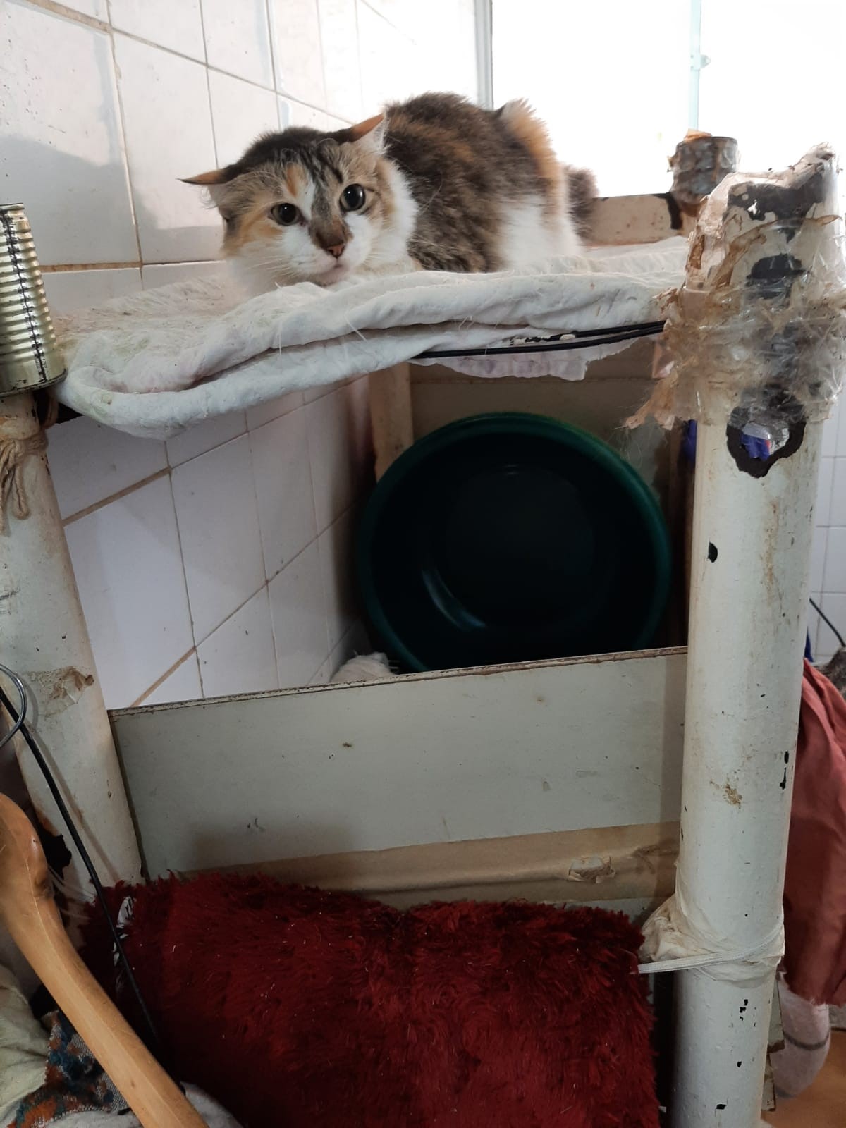 Idosa com 93 gatos vira problema no Stiep, mas sobrinho pondera acusações; saiba detalhes 