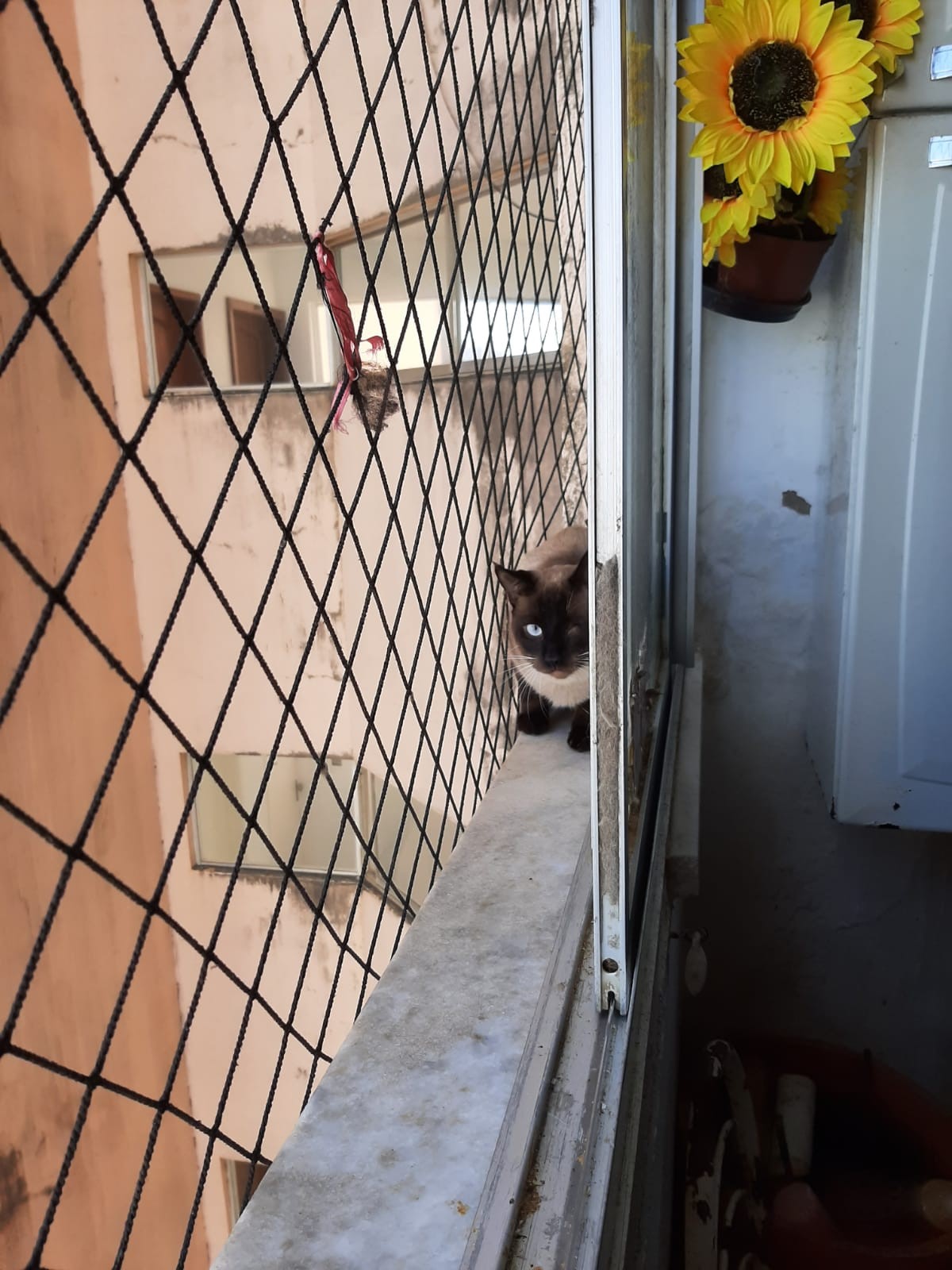 Idosa com 93 gatos vira problema no Stiep, mas sobrinho pondera acusações