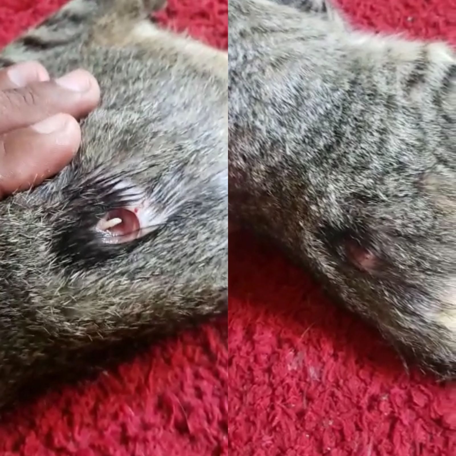 Ajuda semanal de Marcelle Moares é questionada e secretária rebate acusações