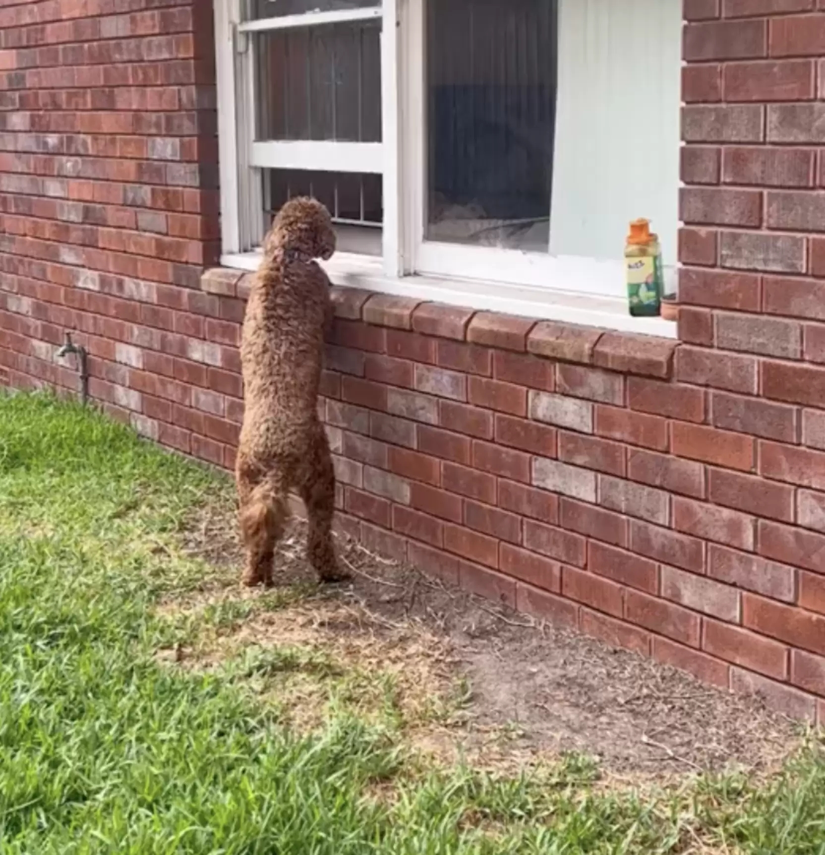Pit bull e poodle se apaixonam e trocam beijos pela janela todos os dias; veja imagens