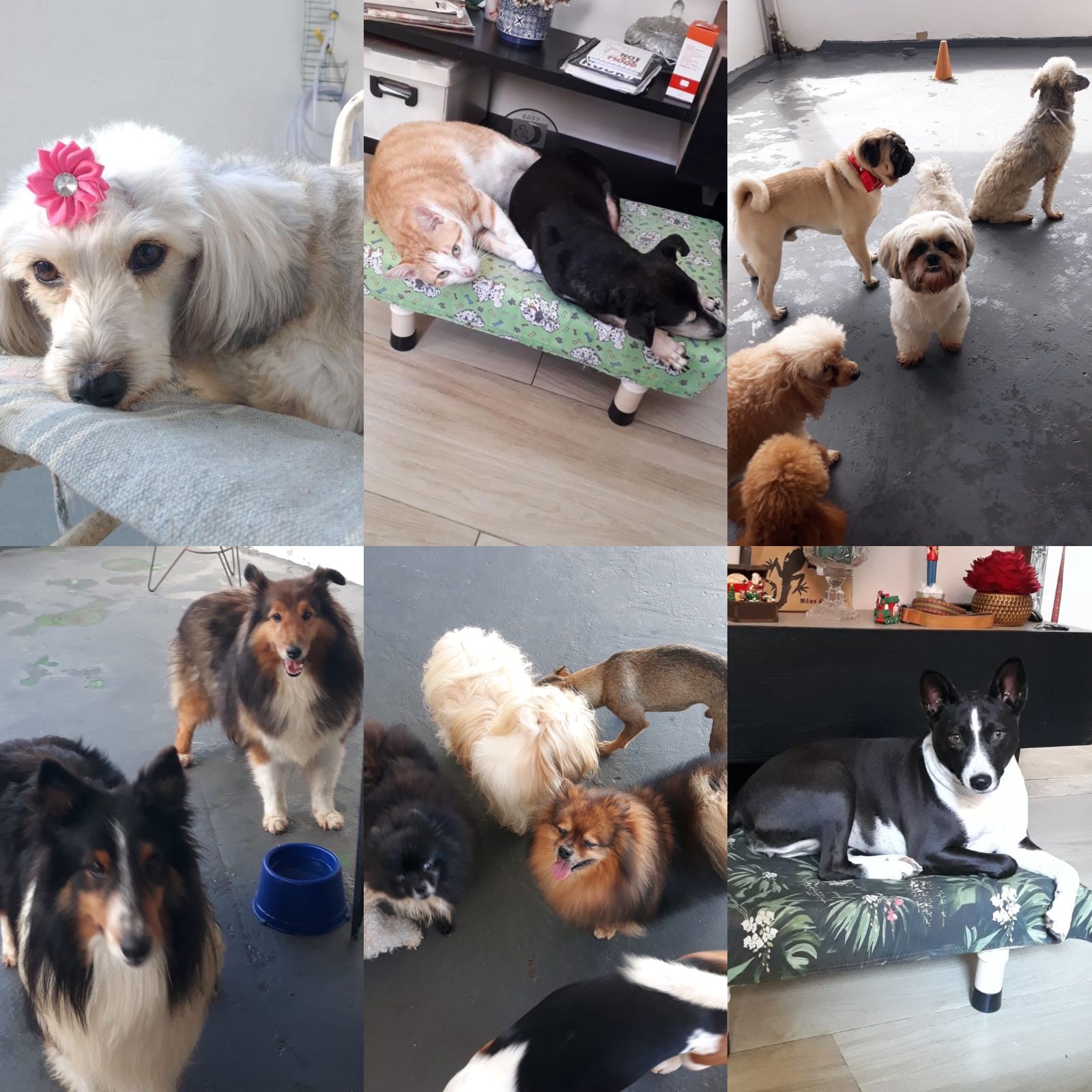 Confira quatro dicas para seu cachorro não ser reprovado no teste de admissão da creche