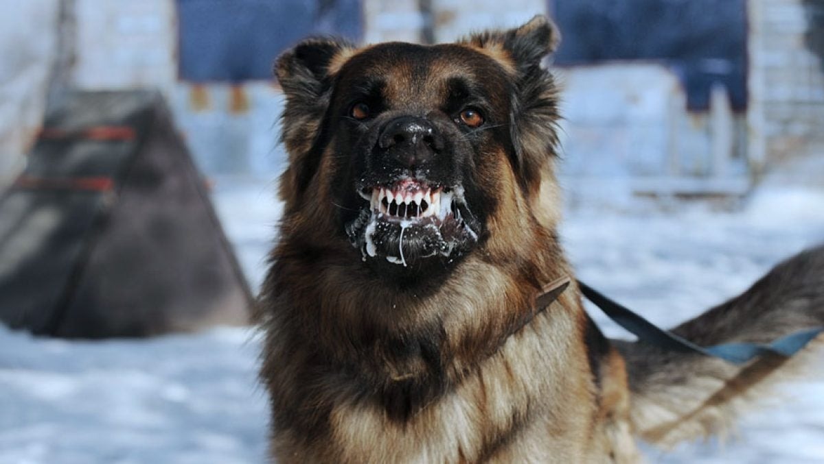cão