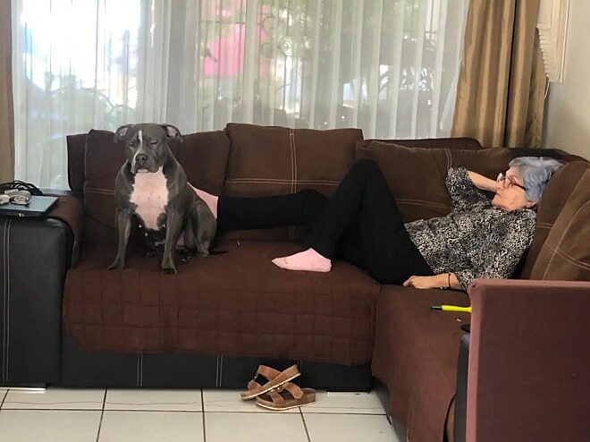 Greka é uma pitbull que vive no México e se tornou melhor amiga da sua avó. (Foto: DELVIA GONZÁLEZ)