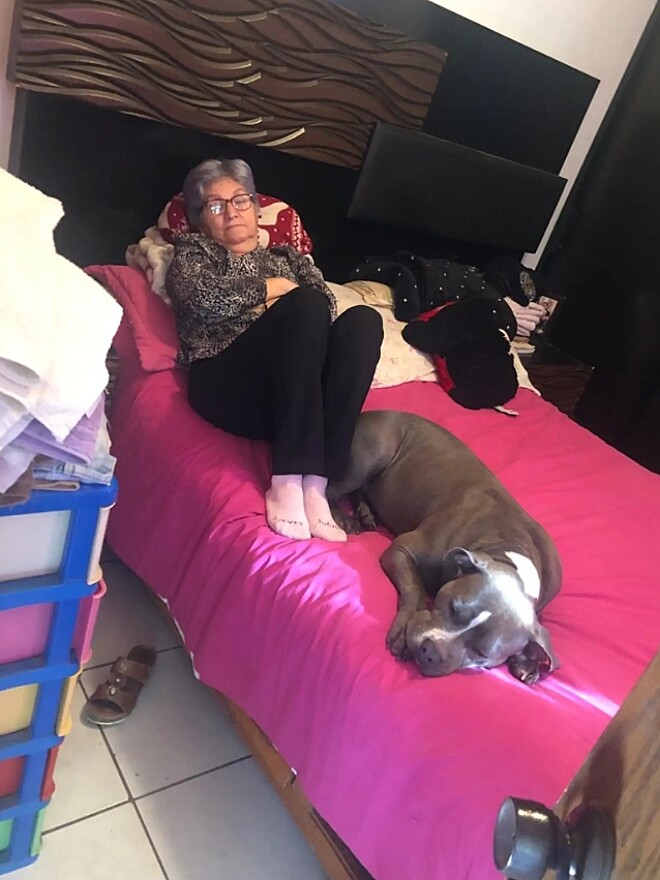Greka é uma pitbull que vive no México e se tornou melhor amiga da sua avó. (Foto: DELVIA GONZÁLEZ)