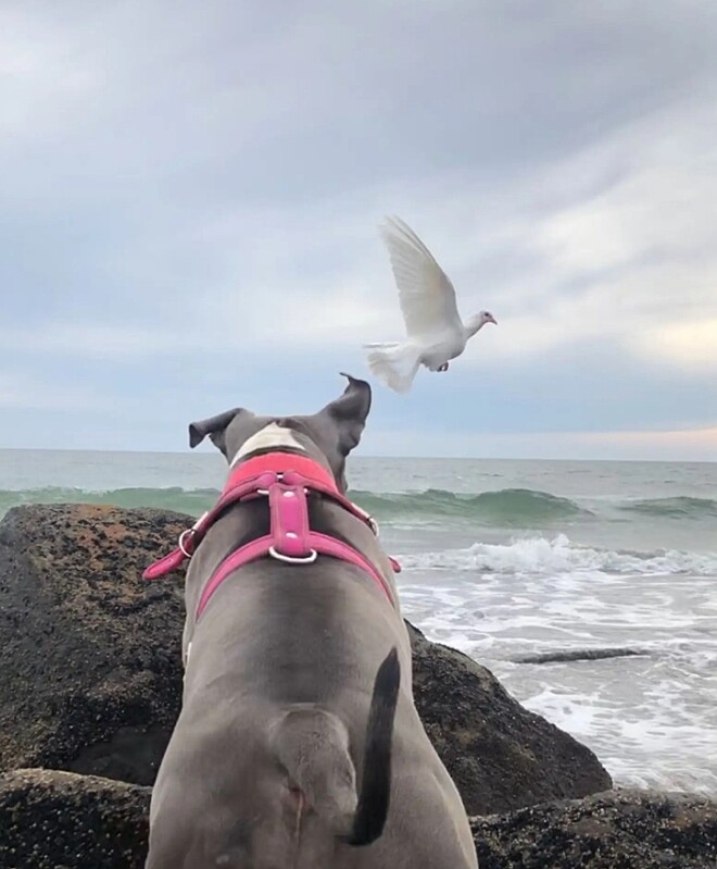 Recentemente Greka teve uma linda experiência durante um passeio na praia. (Foto: DELVIA GONZÁLEZ)