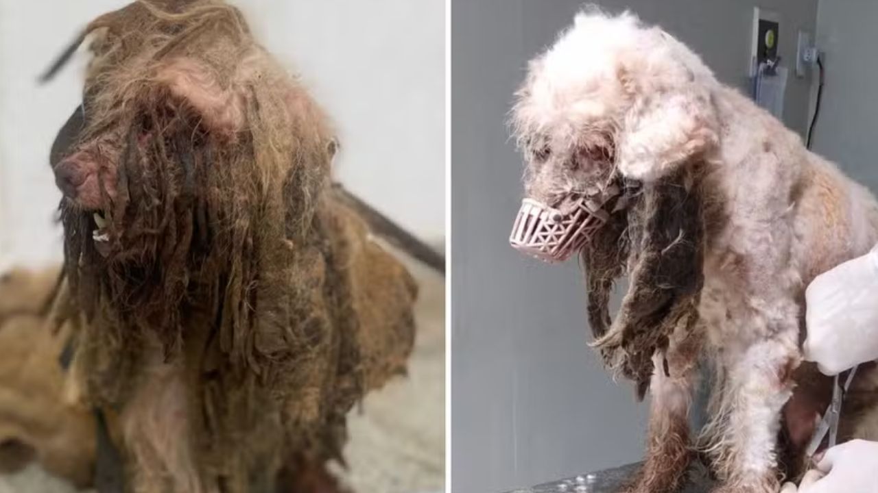 Antes e depois / Reprodução Redes Sociais 