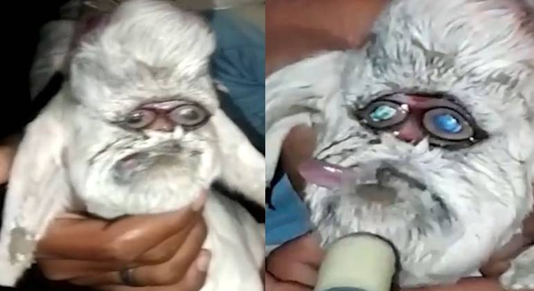 Ao nascer o animal chamou atenção de dono e vizinhos 