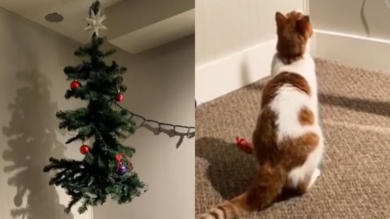 Tutora coloca árvore de natal no teto, mas resultado não sai como esperado assista Tutora coloca árvore de natal no teto, mas resultado não sai como esperado assista