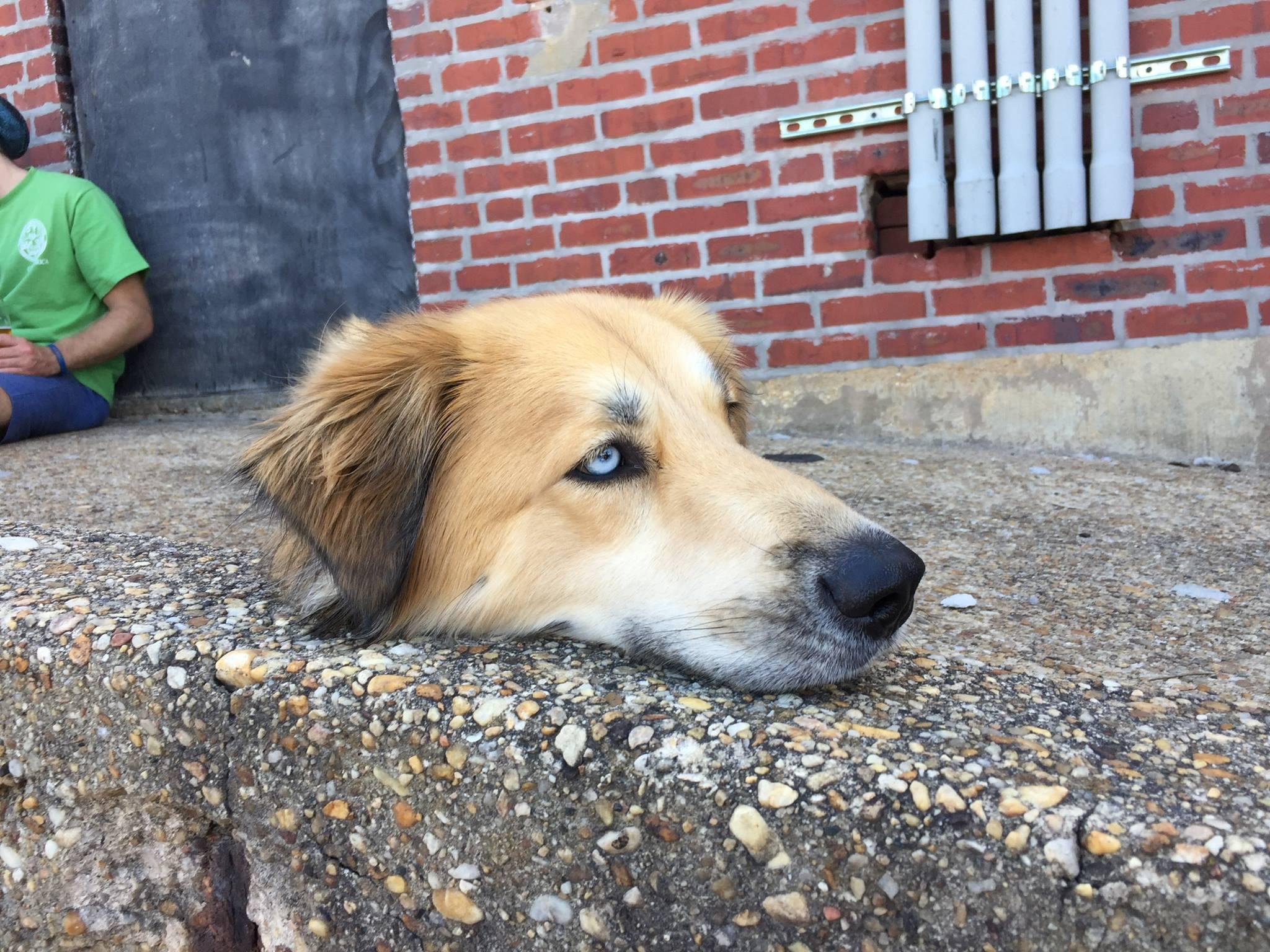 Cachorro com "cabeça fora do corpo" intriga internautas
