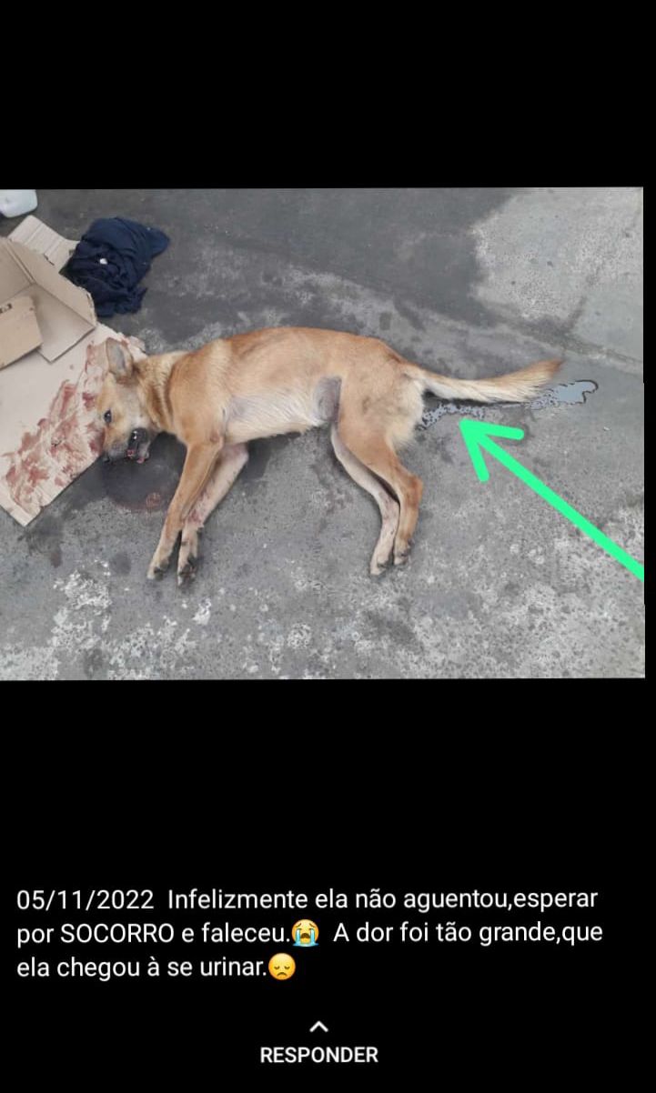 Cadela é arremessada de viaduto em bairro de Salvador e moradores denunciam recorrência de caso