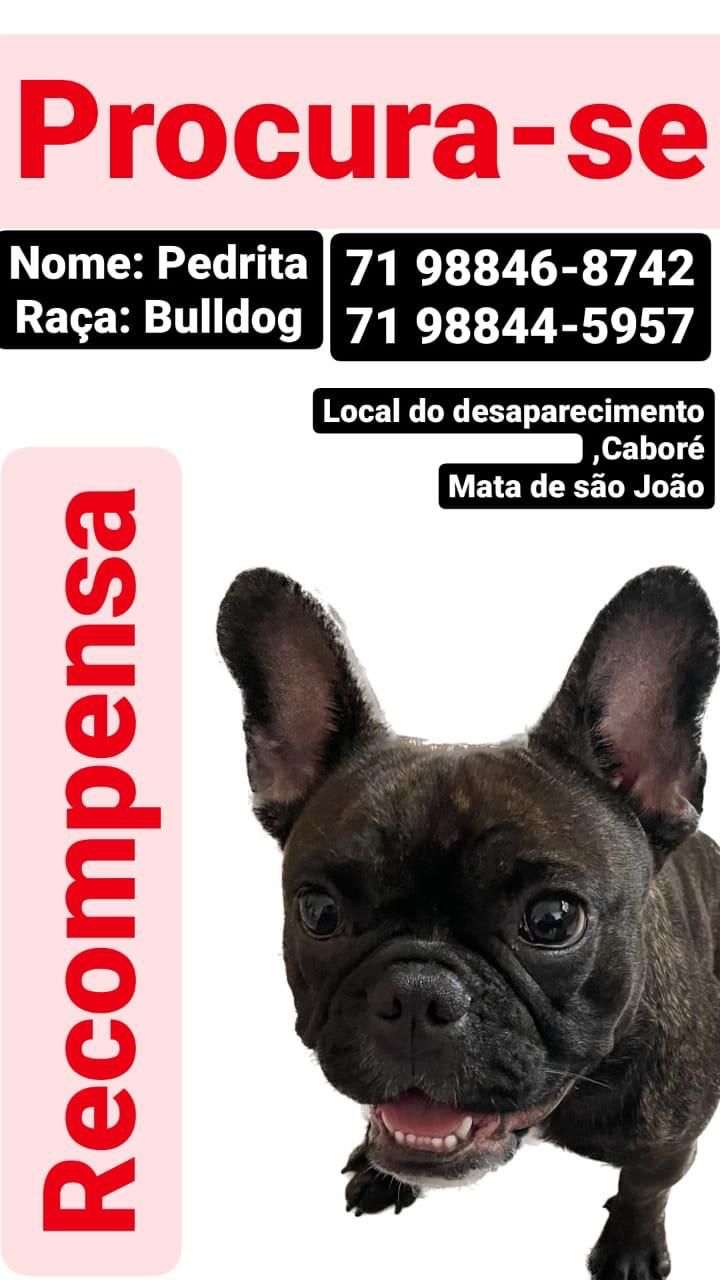 Cadela some em cidade baiana e tutora se desespera: "arrancaram meu coração fora"; saiba como ajudar