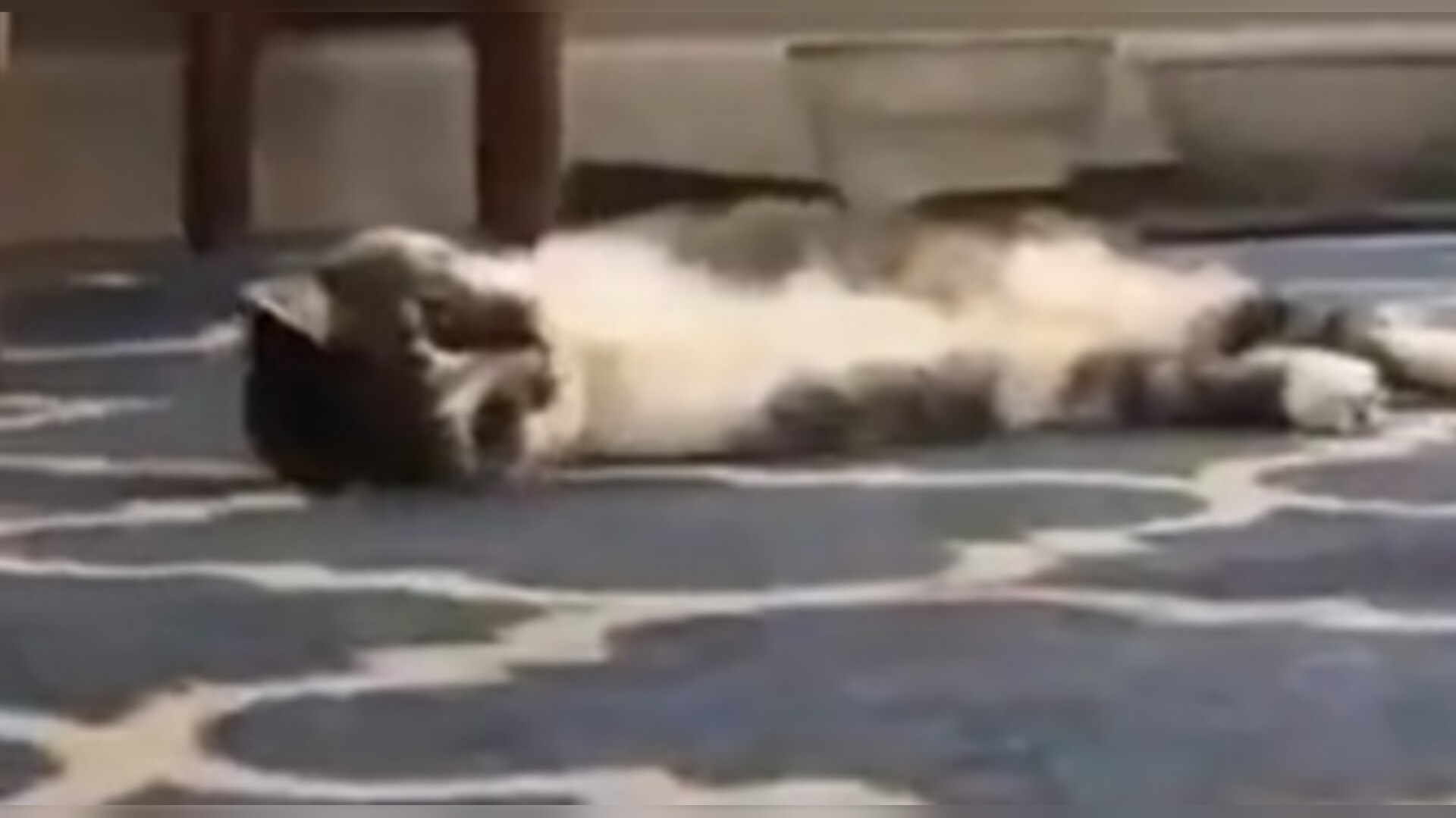 Patas outlet funny videos