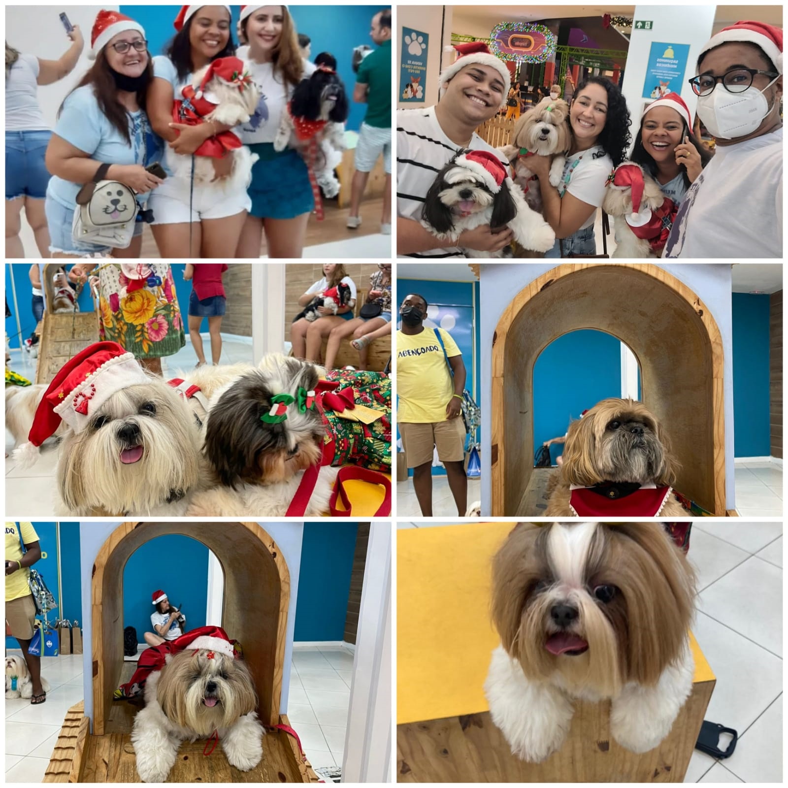 Econtro reúne cerca de 30 shih-tzus em shopping de Salvador; veja fotos