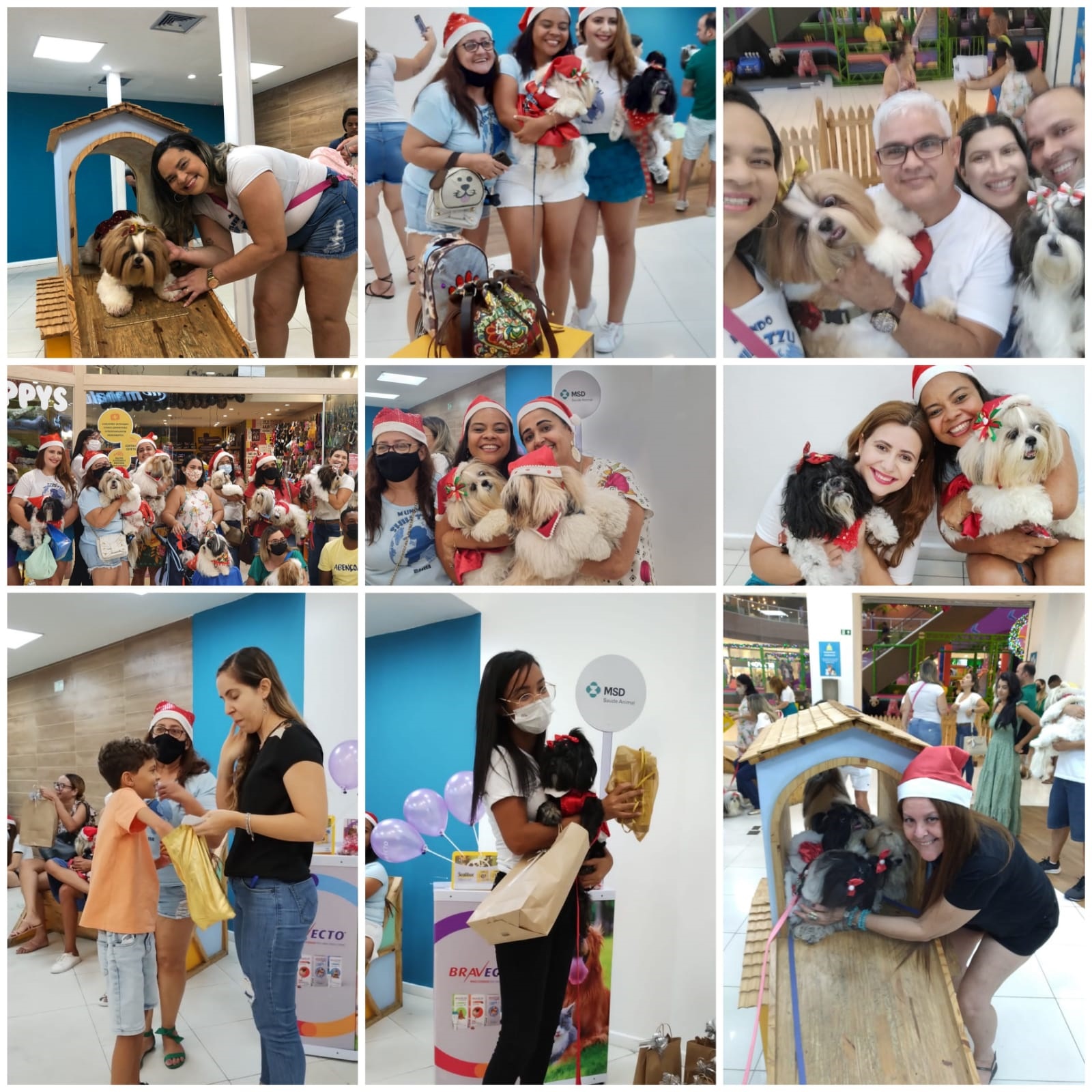 Econtro reúne cerca de 30 shih-tzus em shopping de Salvador