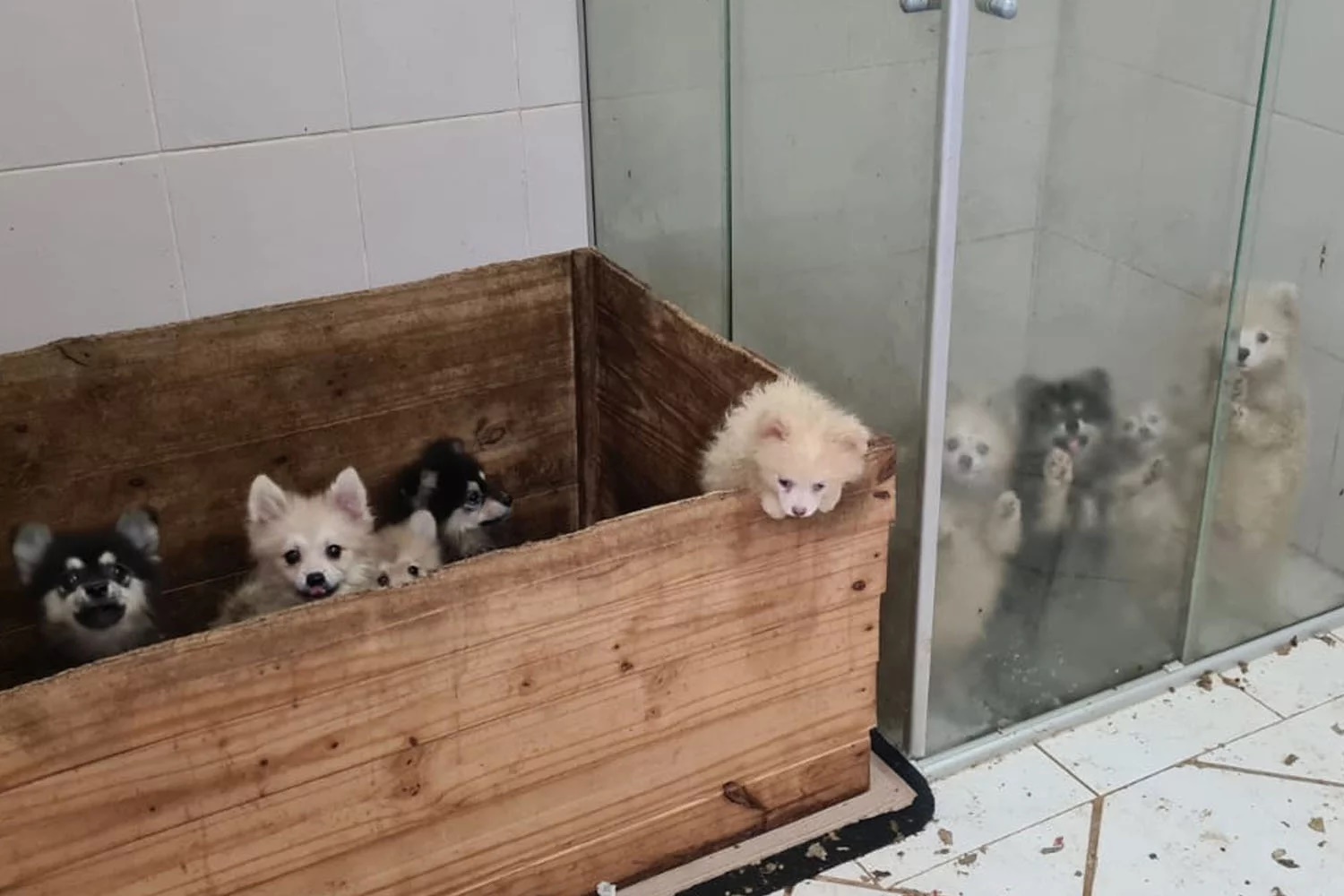 Decisão inédita: Justiça condena a nove anos de prisão casal acusado de maus-tratos a mais de 100 cães; veja caso