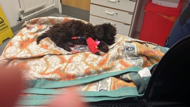 Cachorro morre de forma misteriosa 48 horas após tutora comprar animal; entenda