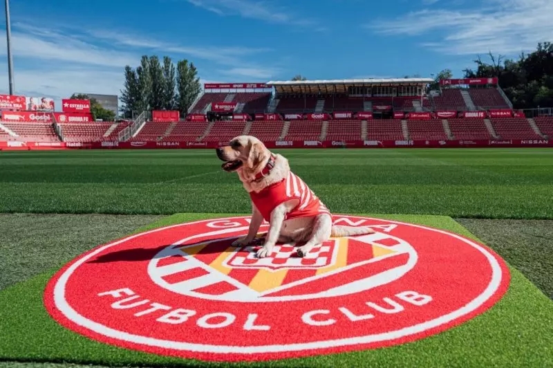 Time de futebol se torna primeiro clube pet friendly do mundo; saiba qual 