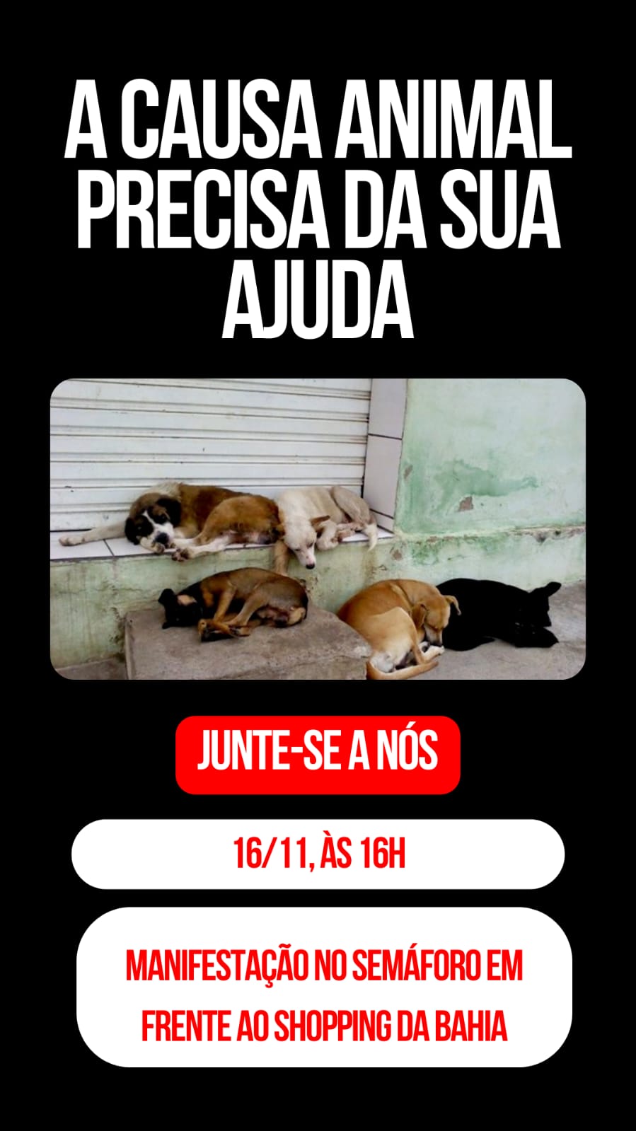 Protetores de animais fazem manifestação nesta quarta-feira (16) em Salvador; saiba onde
