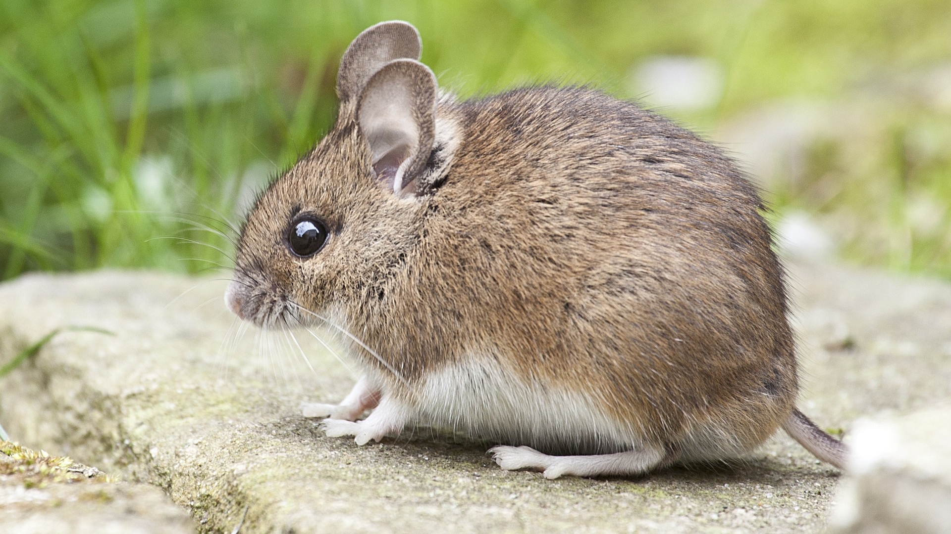 Do tamanho de um cão', ratos estão cada vez maiores e dominam Nova